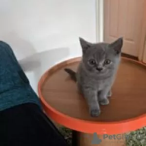 Photo №1. british shorthair - à vendre en ville de Vienna | 300€ | Annonce № 88471