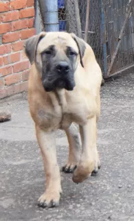 Photo №3. Boerboel sud-africain, adolescents.. Fédération de Russie