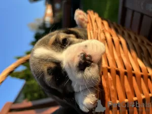 Photos supplémentaires: Chiots d'élite de parents titrés