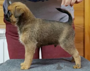 Photos supplémentaires: Chiots Petit Brabançon