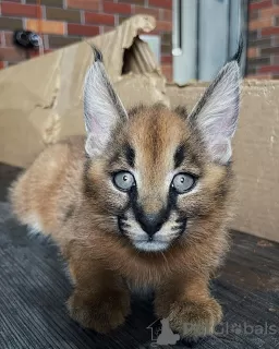 Photo №3. Bon chat caracals pour adoption locale. Guadeloupe