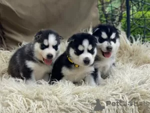 Photo №1. husky de sibérie - à vendre en ville de Vilnius | 300€ | Annonce №75771