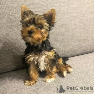 Photo №2 de l'annonce № 127444 de la vente yorkshire terrier - acheter à La Lettonie annonce privée