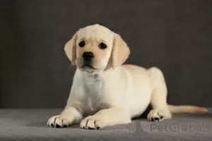 Photos supplémentaires: Chiots Labrador fauve