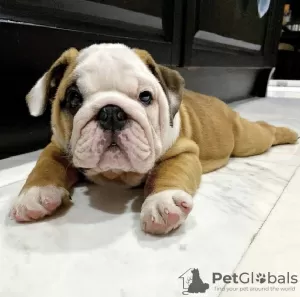 Photo №1. bulldog anglais - à vendre en ville de Burgas | négocié | Annonce №104720