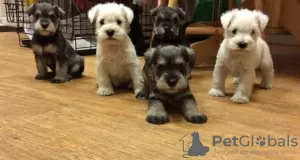 Photo №1. schnauzer miniature - à vendre en ville de Siófok | négocié | Annonce №58242