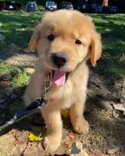 Photo №3. De mignons chiots golden retriever en bonne santé sont maintenant disponibles à. Pays Bas