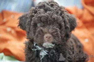 Photo №3. Chiots Lagotto Romagnolo. La croatie