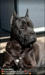 Photo №4. Je vais vendre cane corso en ville de Žitište.  - prix - négocié