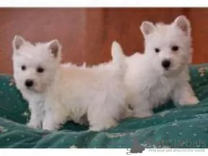 Photo №1. west highland white terrier - à vendre en ville de Амстердам | négocié | Annonce №108249