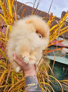 Photos supplémentaires: Meilleurs chiots de Poméranie