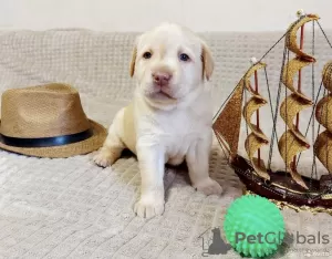 Photos supplémentaires: Chiots labrador