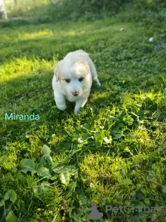 Photo №1. border collie - à vendre en ville de Gościm | 850€ | Annonce №70092