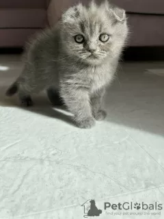 Photos supplémentaires: BKH/Scottish Fold