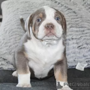 Photo №1. american bully - à vendre en ville de Stockholm | 770€ | Annonce №105811