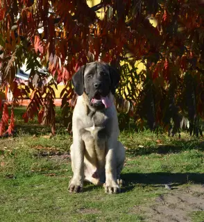 Photo №3. Chiots de race anglaise mastiff. Ukraine