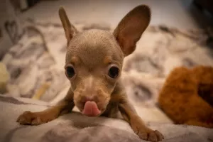 Photos supplémentaires: Chiot jouet russe garçons