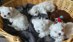 Photo №1. bichon maltais - à vendre en ville de Paris | négocié | Annonce №40421