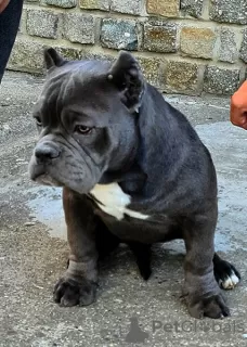 Photo №4. Je vais vendre american bully en ville de Нови Сад.  - prix - négocié