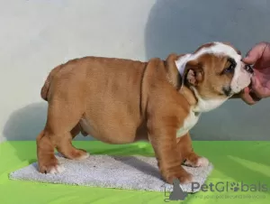 Photos supplémentaires: Chiots BULLDOG ANGLAIS