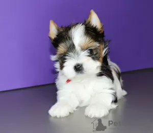 Photo №1. biewer yorkshire terrier - à vendre en ville de Minsk | négocié | Annonce №8850