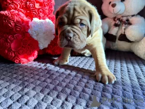 Photo №4. Je vais vendre dogue de bordeaux en ville de Pskov. éleveur - prix - 493€