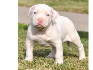 Photo №4. Je vais vendre american pit bull terrier en ville de Varsovie. annonce privée - prix - Gratuit