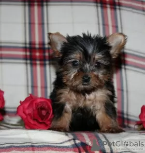 Photo №1. yorkshire terrier - à vendre en ville de New york | négocié | Annonce №87012