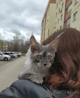 Photo №1. maine coon - à vendre en ville de Tolyatti | 1€ | Annonce № 10262