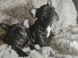 Photo №1. bouledogue - à vendre en ville de Brno | 300€ | Annonce №123717