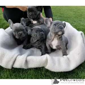 Photo №1. bouledogue - à vendre en ville de Degernes | 284€ | Annonce №78002