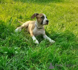 Photo №1. american staffordshire terrier - à vendre en ville de Oboukhov | 946€ | Annonce №57547