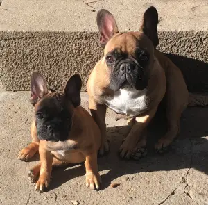 Photos supplémentaires: filles de bouledogue français chic