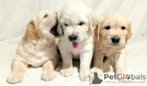 Photo №2 de l'annonce № 33129 de la vente golden retriever - acheter à Ukraine annonce privée