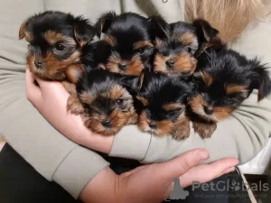 Photo №3. Chiots yorkshire terrier. Ukraine