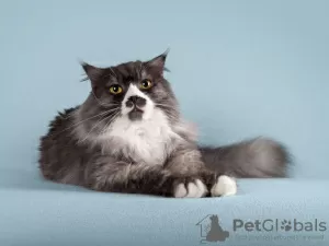 Photo №3. Le chat affectueux Roma cherche un foyer.. Fédération de Russie