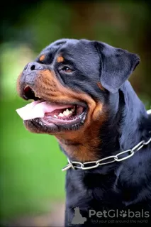 Photos supplémentaires: Rottweiler, meilleurs chiots