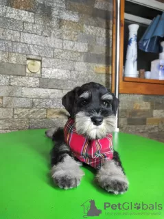 Photos supplémentaires: Chiots Schnauzer nain