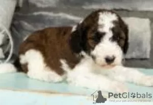 Photo №3. Chiots Goldendoodle à vendre. Allemagne