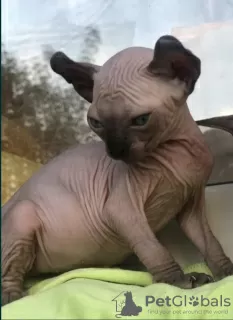 Photo №4. Je vais vendre sphynx en ville de Альбервиль. éleveur - prix - négocié