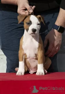 Photos supplémentaires: Chiots American Staffordshire Terrier d'origine internationale