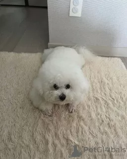 Photo №1. bichon maltais - à vendre en ville de Melbourne | 1420€ | Annonce №92904