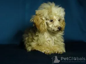 Photos supplémentaires: Superbe fille caniche jouet, tasse à thé en style peluche.