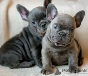 Photo №1. bouledogue - à vendre en ville de Abu Dhabi | négocié | Annonce №47272