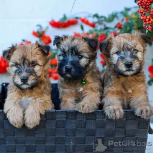 Photo №1. west highland white terrier - à vendre en ville de Berlin | Gratuit | Annonce №126211