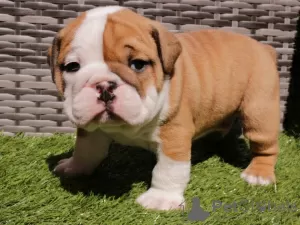 Photo №1. bulldog anglais - à vendre en ville de Esti | 350€ | Annonce №76984