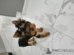 Photo №1. yorkshire terrier - à vendre en ville de Orlando | 2366€ | Annonce №106847