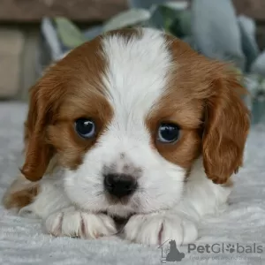 Photo №2 de l'annonce № 45808 de la vente cavalier king charles spaniel - acheter à USA annonce privée