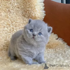 Photo №2 de l'annonce № 98534 de la vente british shorthair - acheter à La Slovénie annonce privée, de la fourrière, de l'abri, éleveur