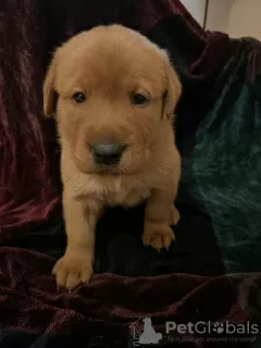 Photo №3. Chiots labradors. Arabie Saoudite